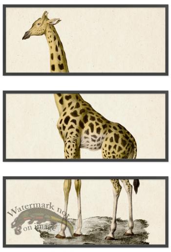 Giraffe Triptych 01 BF